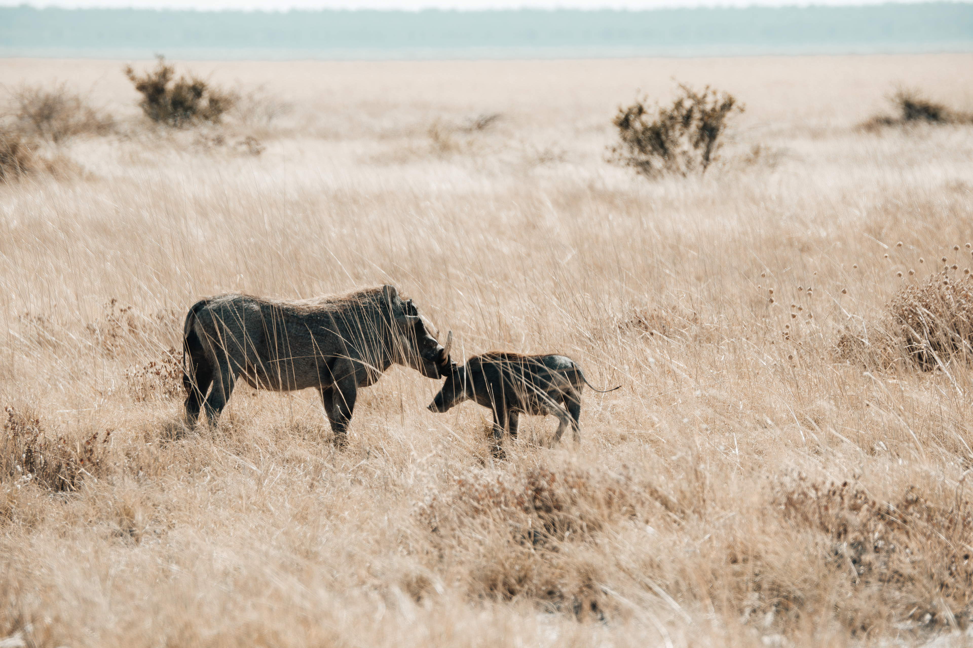 Facóquero adulto y cría entre los pastos secos de Etosha.
