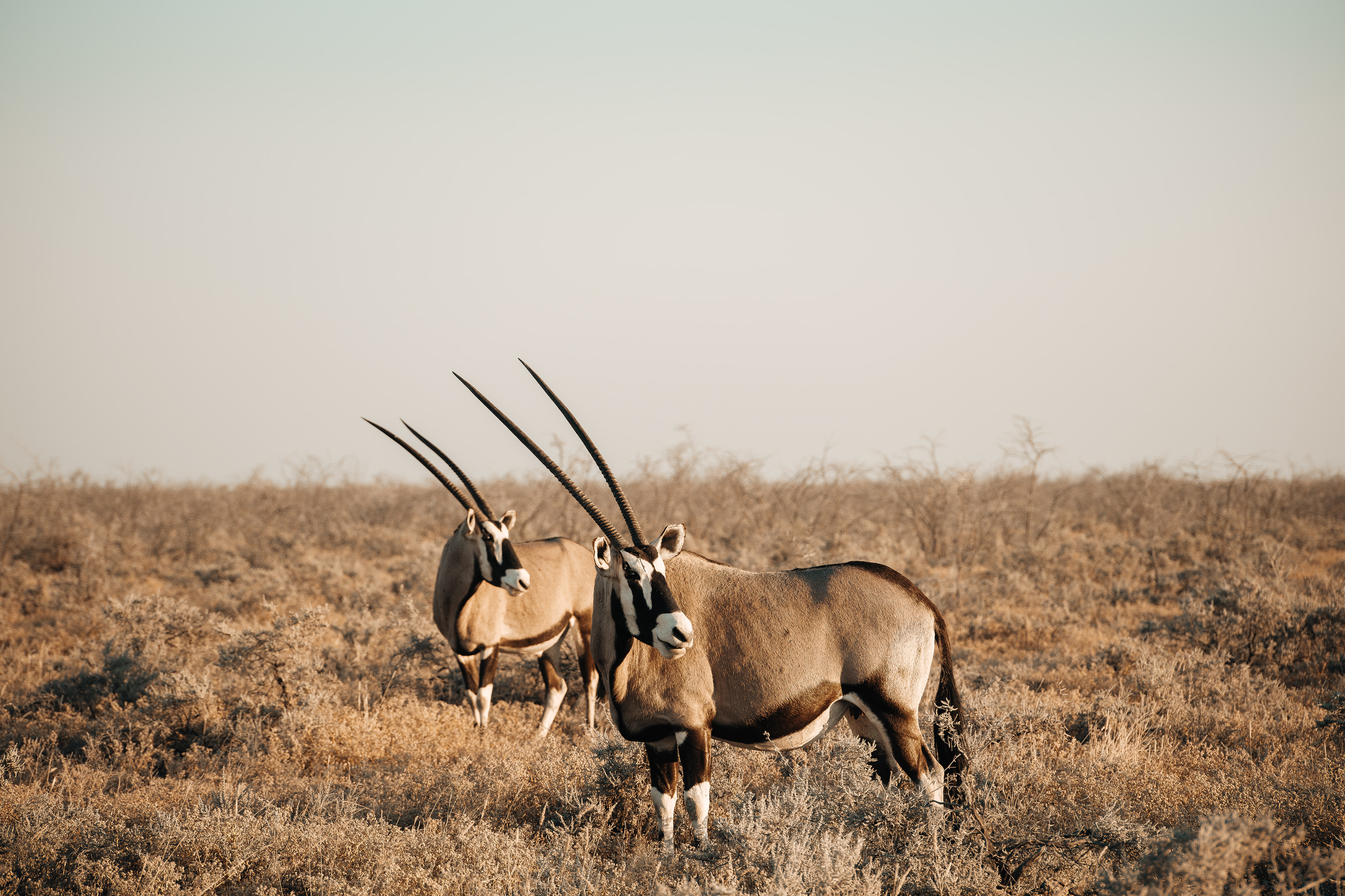 Dos órices entre la hierba seca de Etosha.