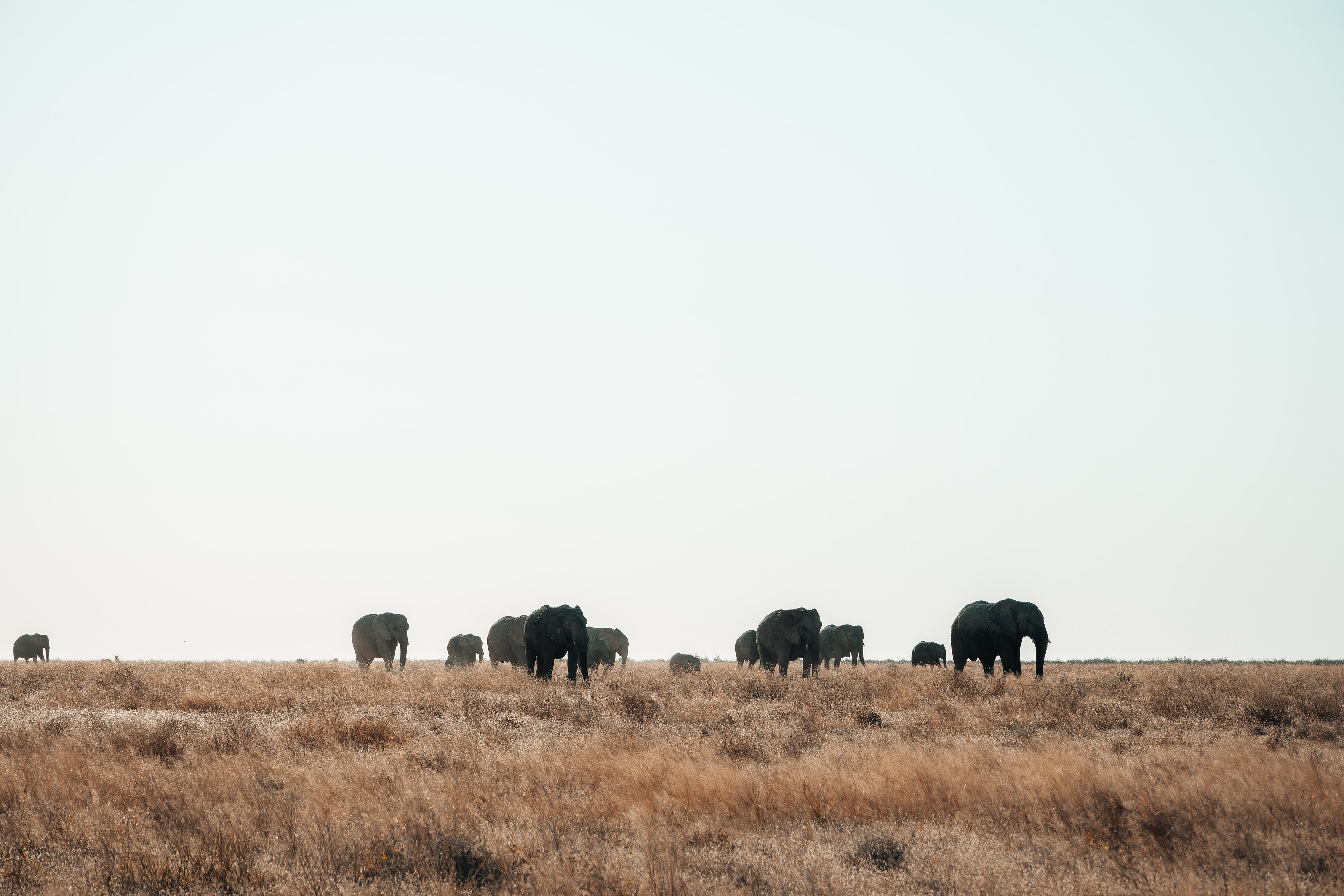 Manada de elefantes en una amplia llanura de Etosha.