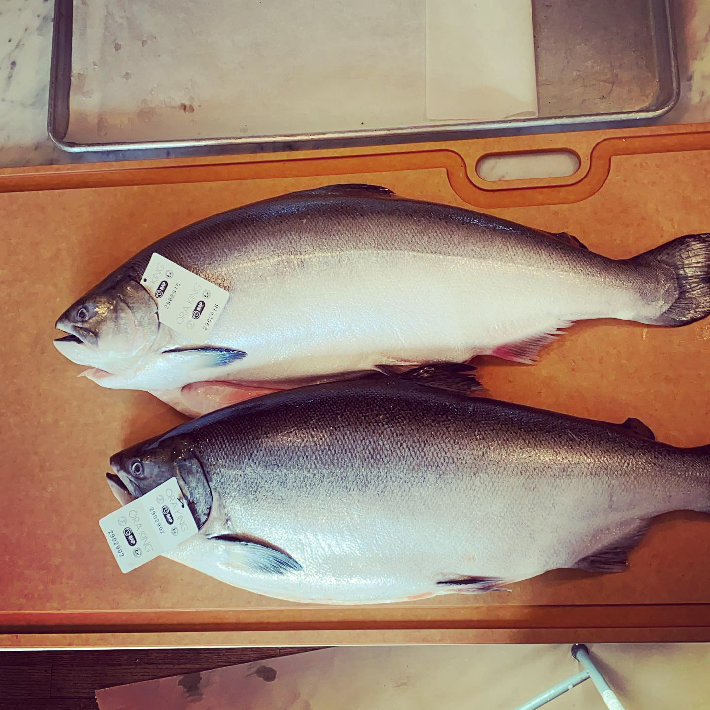 Whole Orka King Salmon