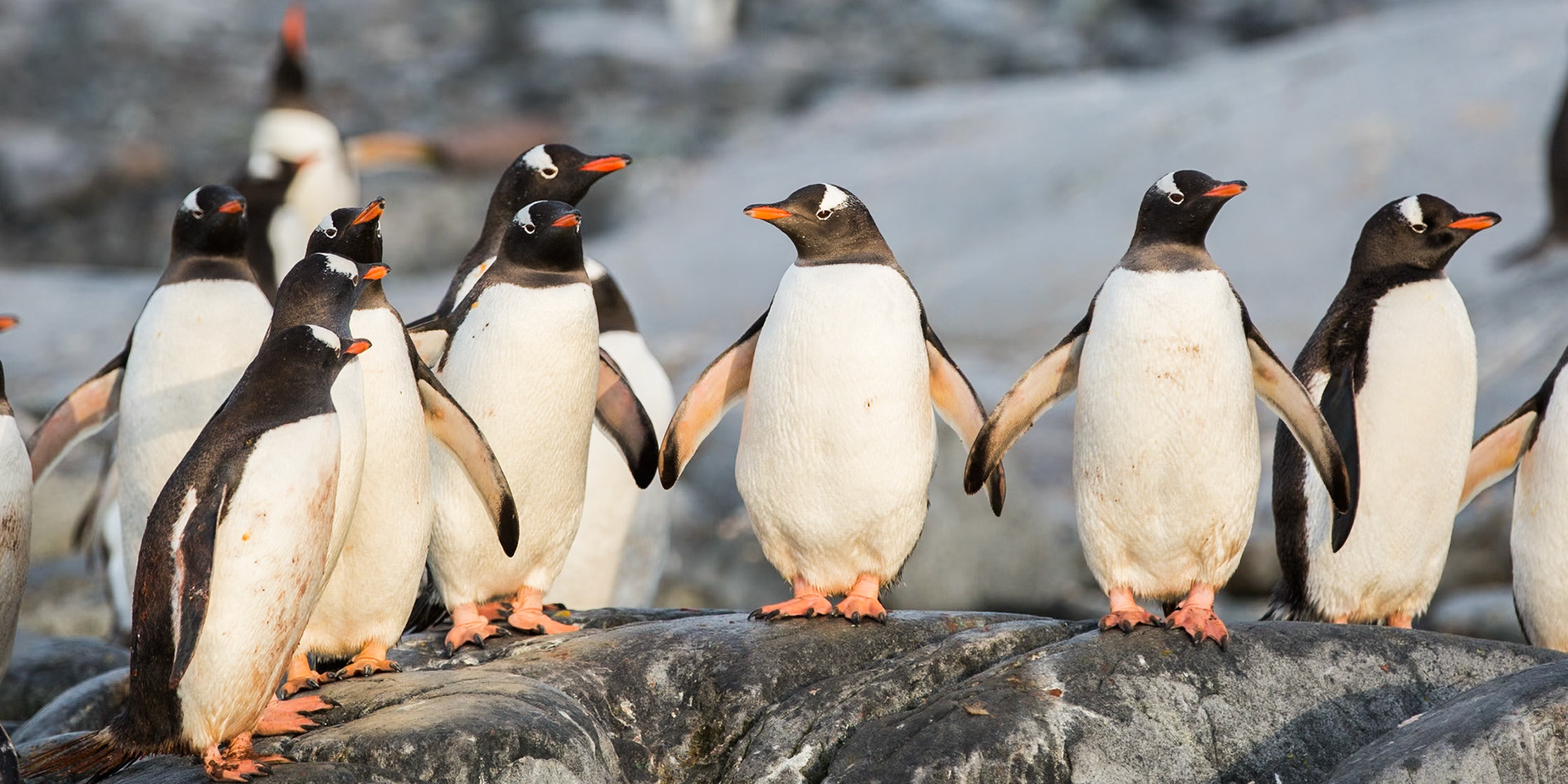 Gentoo penguins - Pleneau Bay