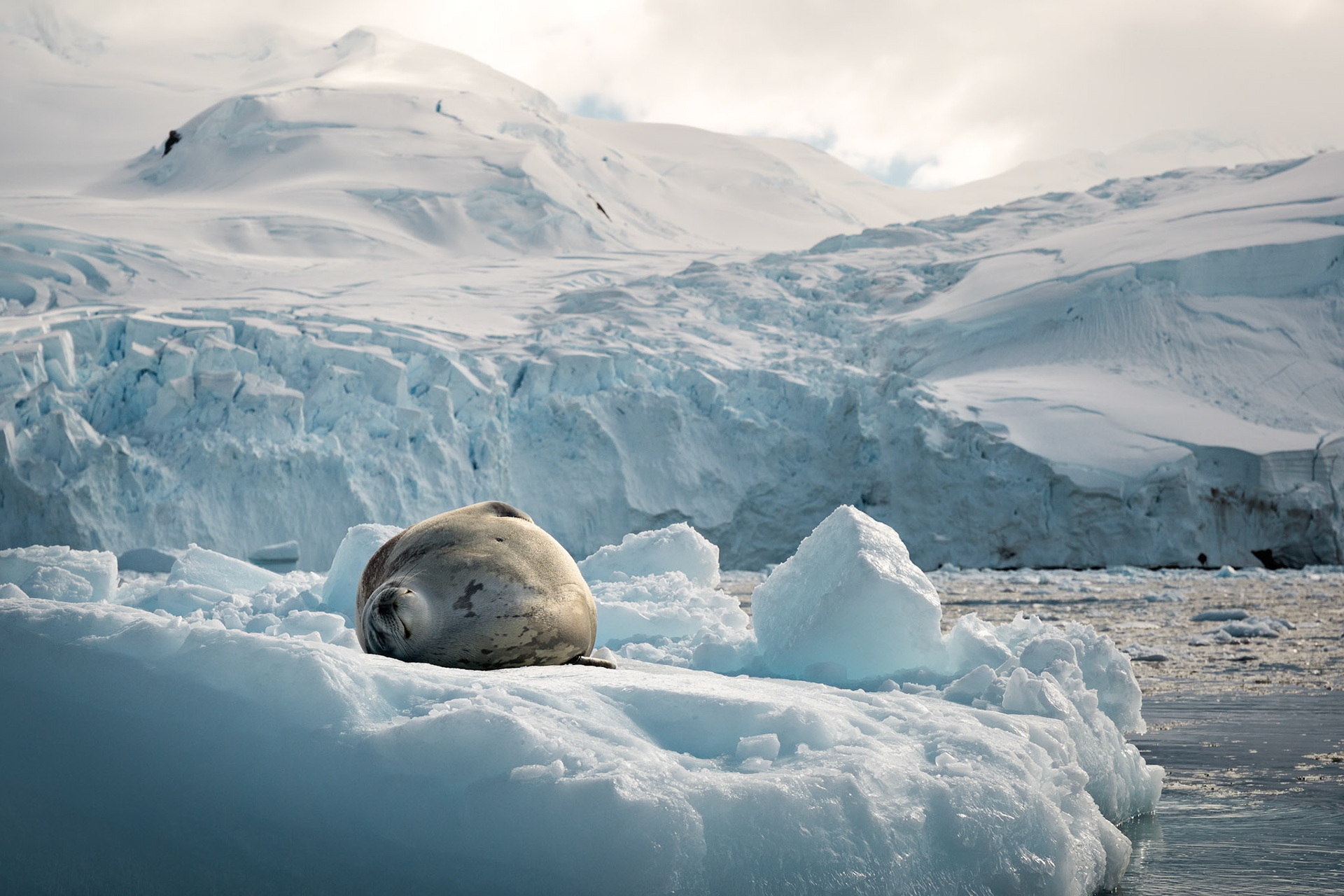 Weddell Seal in downtown Cierva Cove