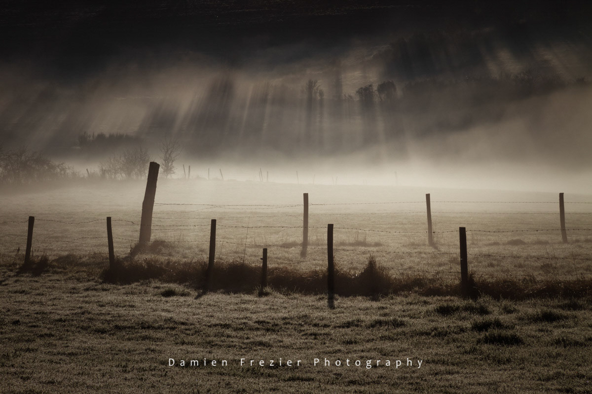 Field Of Light