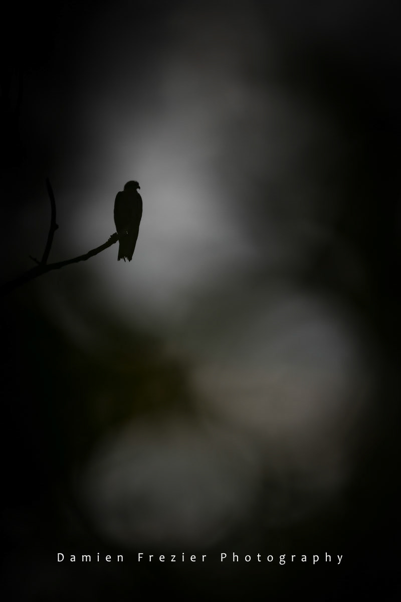 Silhouette