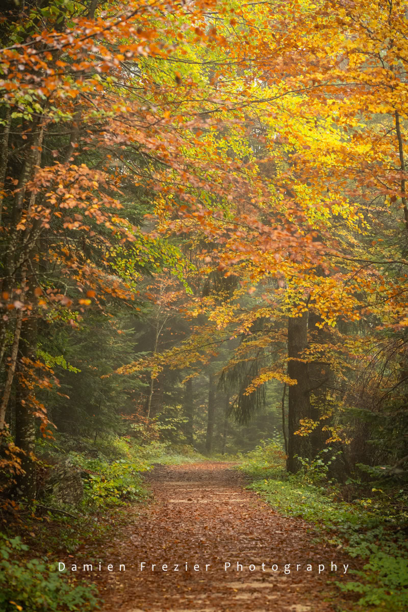 The Magic Of Autumn