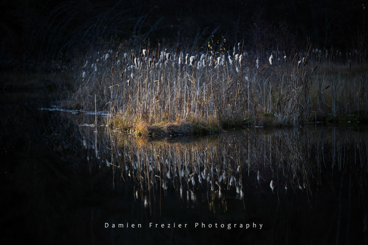 Fading Light