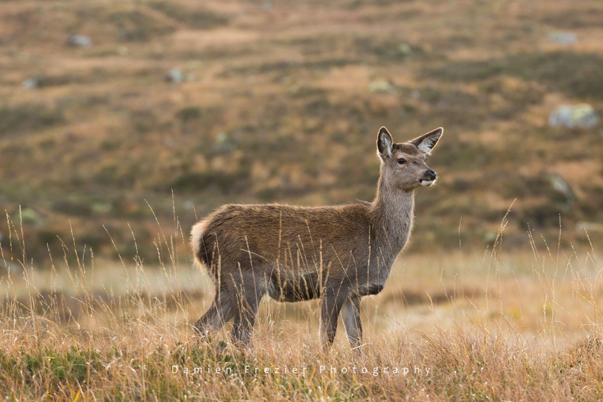 Red Deer Hind - Glencoe