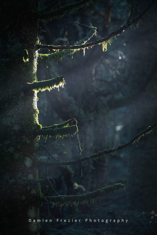 Forest Whisper
