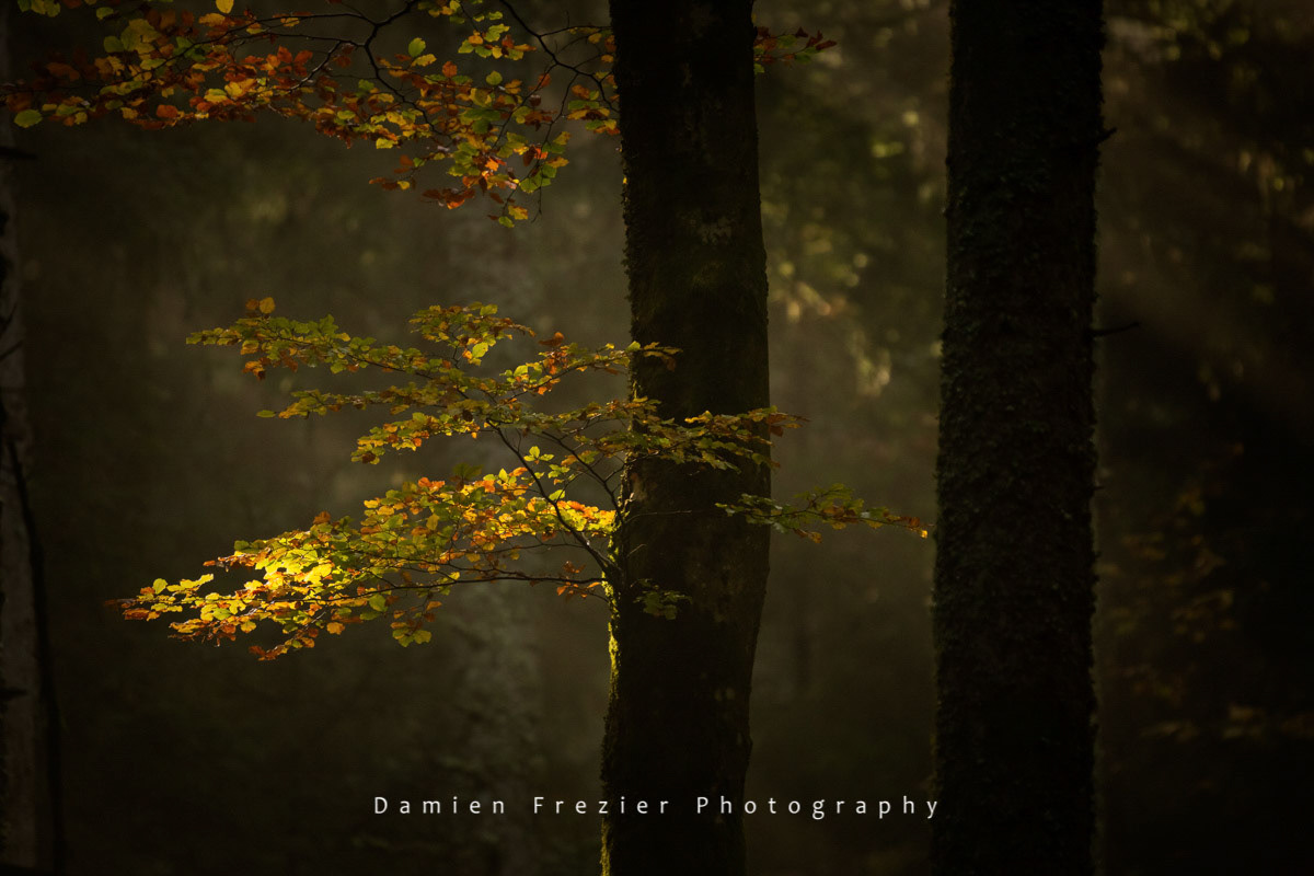 Légende D'Automne