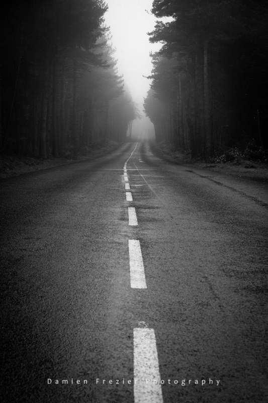 Through The Woods