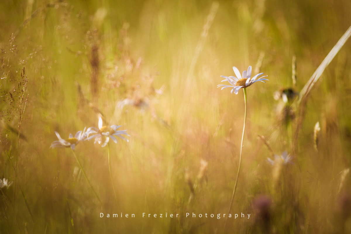 Summer Field