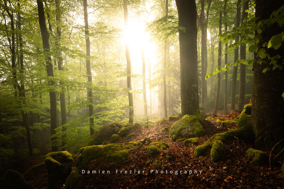 Mystic Forest