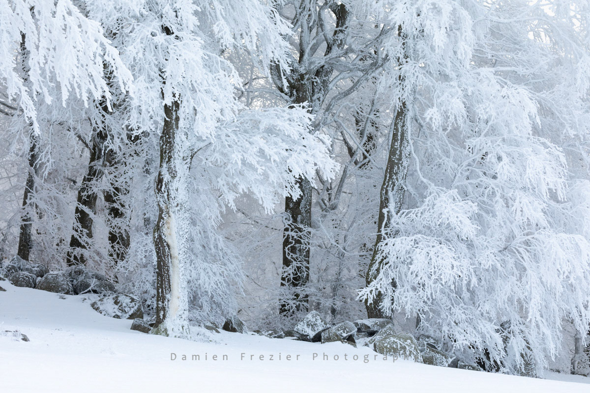 Frozen