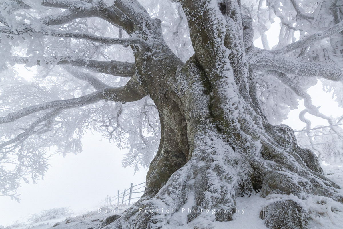 Lord Of The Frozen World