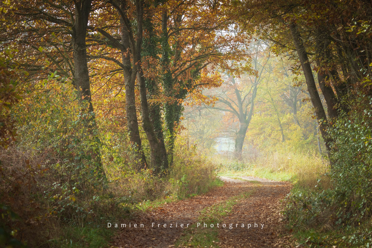 Nuances D'Automne
