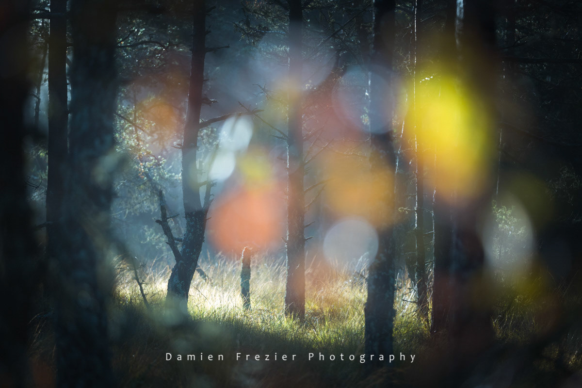 Enchanted Forest