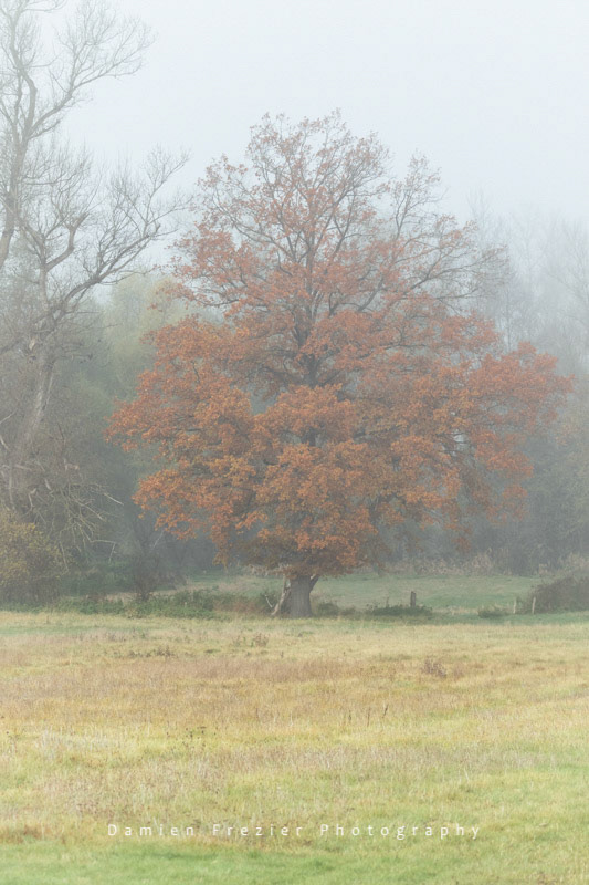 De Rouille Et De Brume