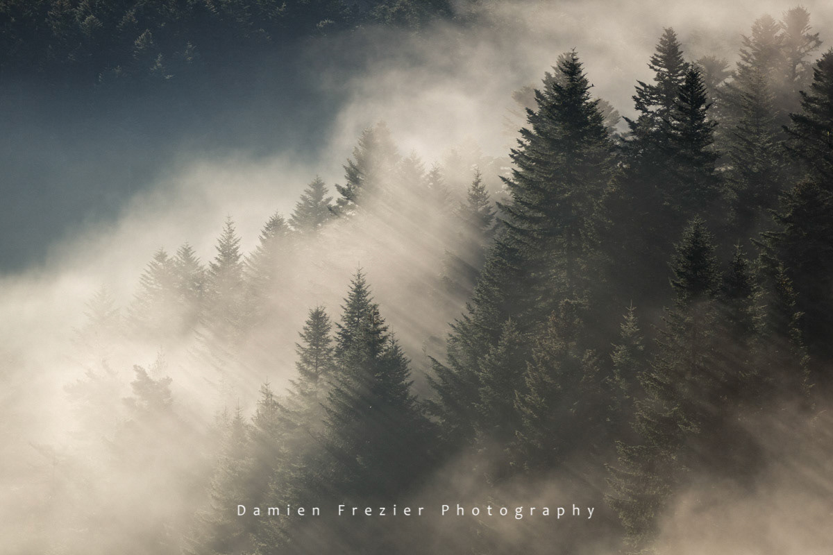 First Rays