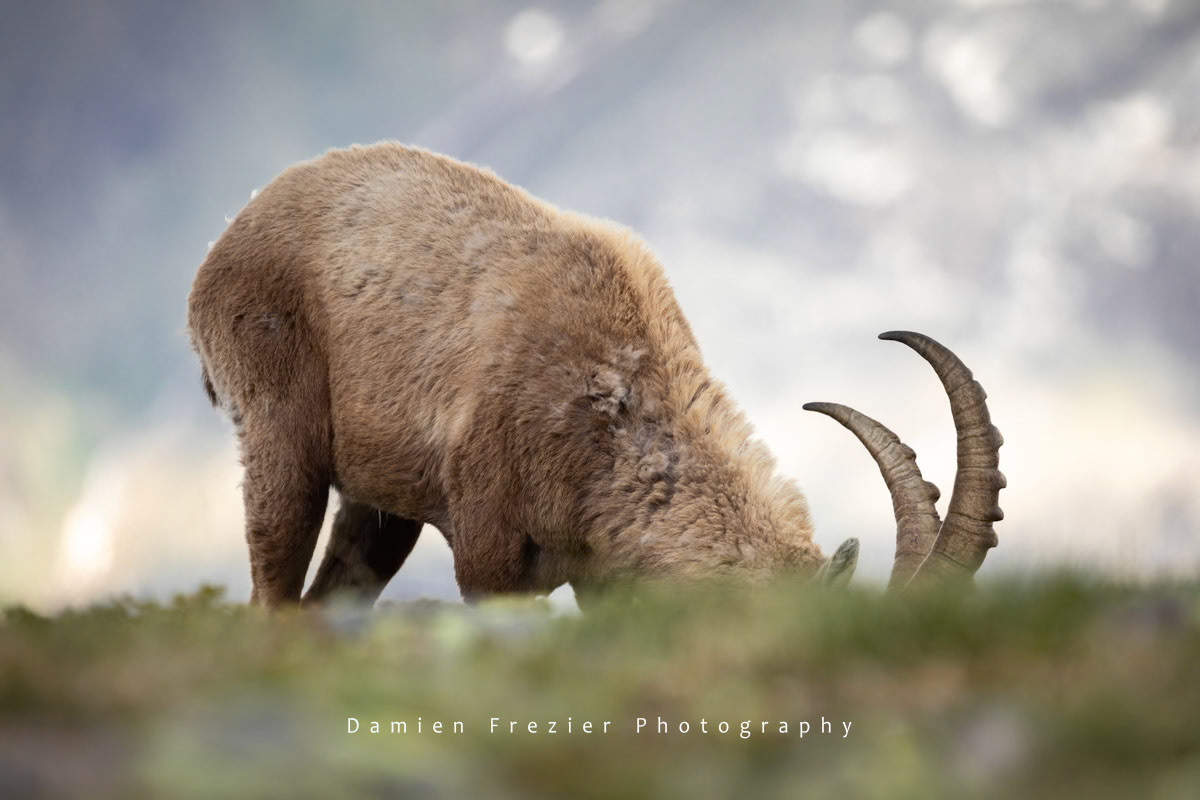 Long Horns