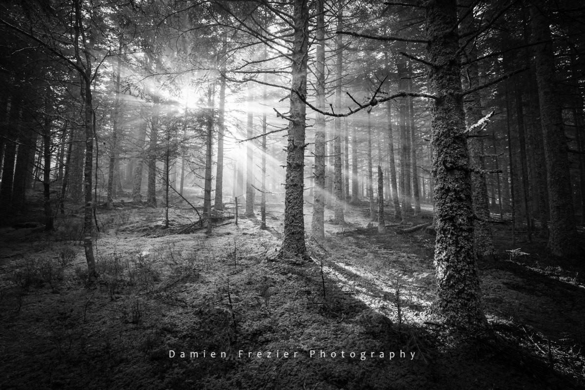Forest Glory