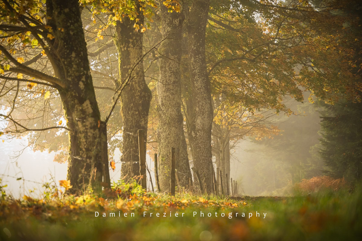 Sur Le Chemin De L'Automne