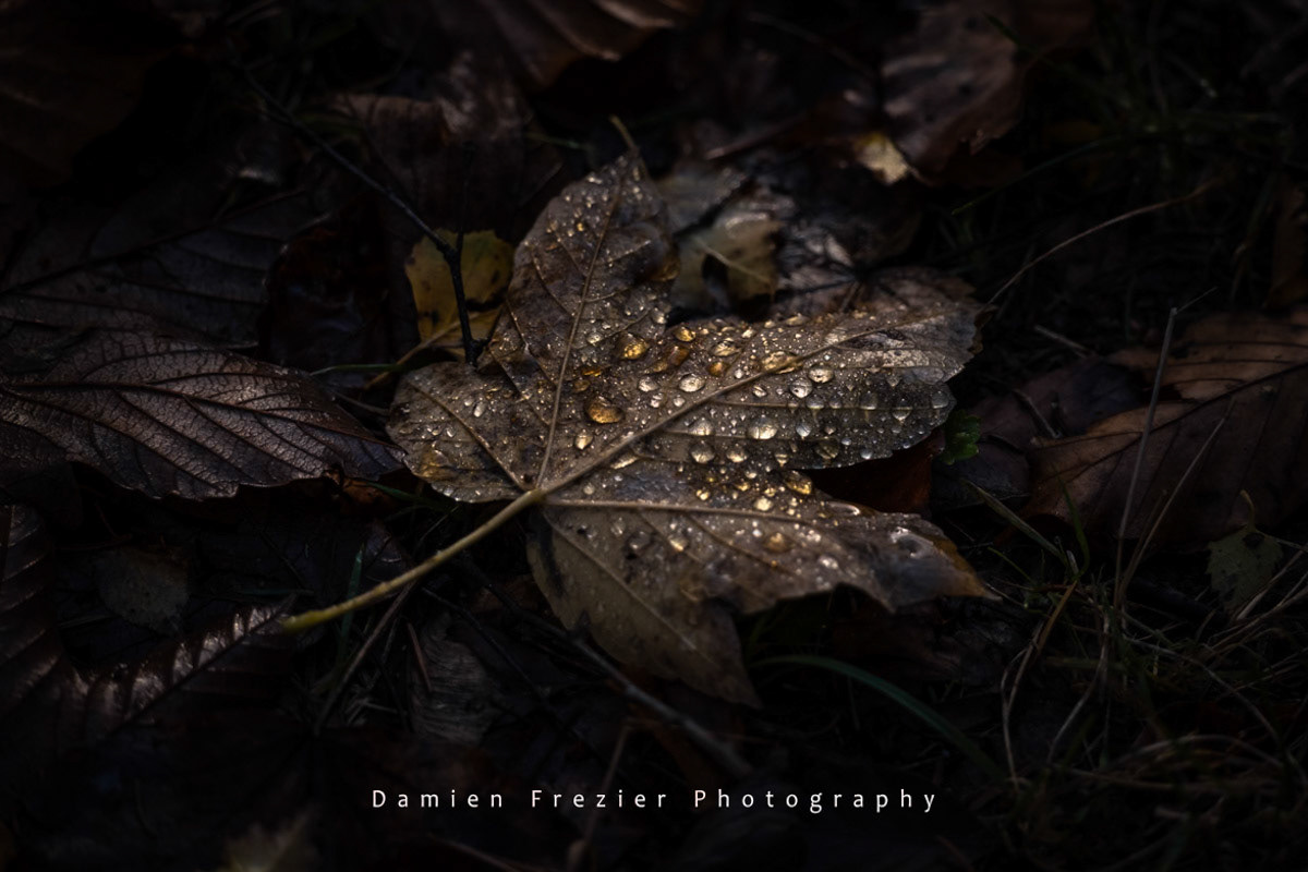 Perles De Lumière