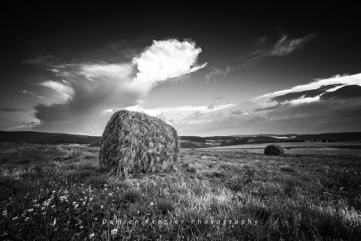 Portrait Of A Summer Field