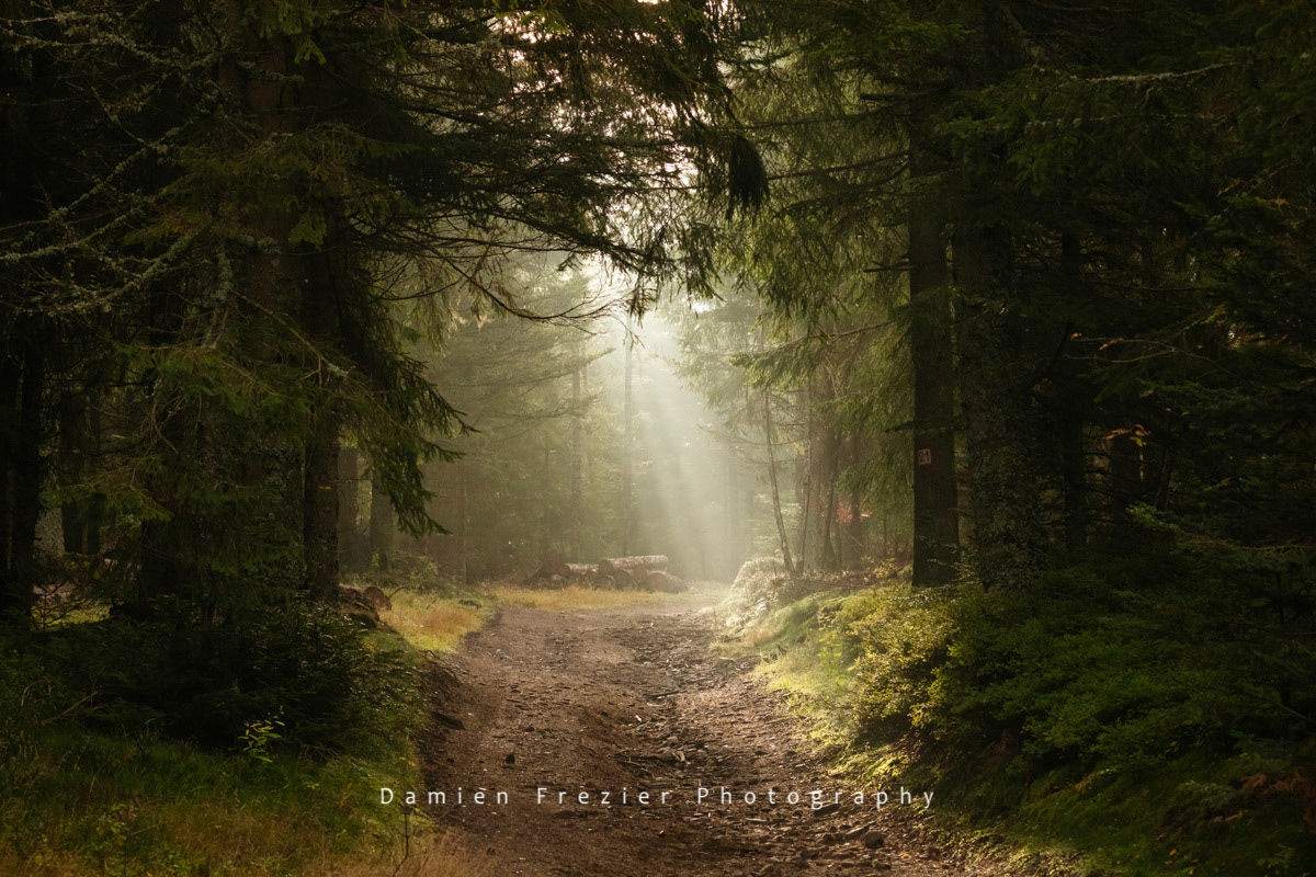 Into The Woods