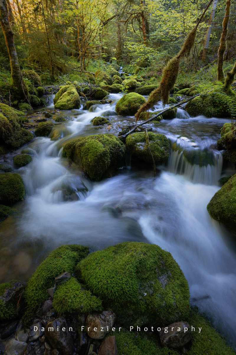 Deep In The Forest