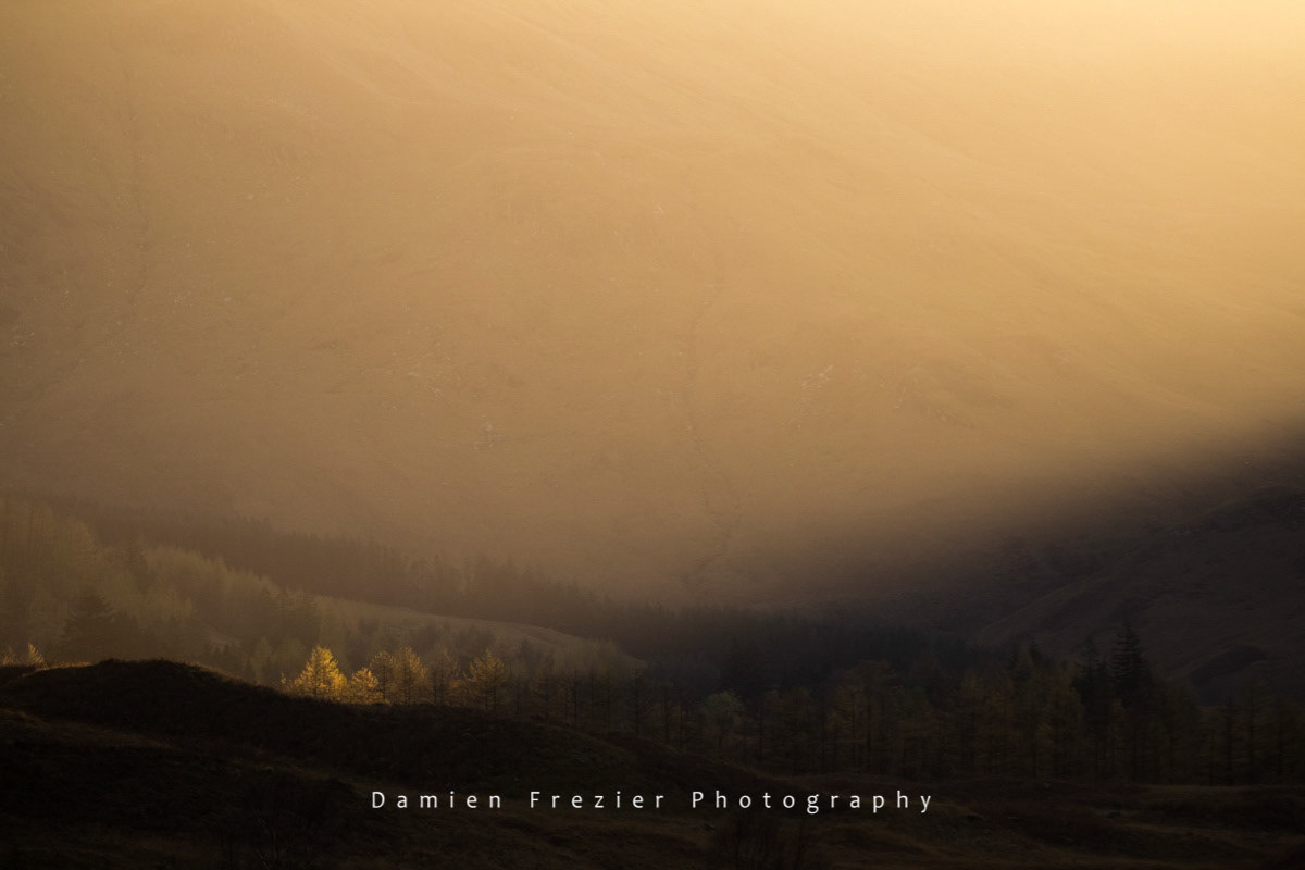 Last Trees - Glencoe