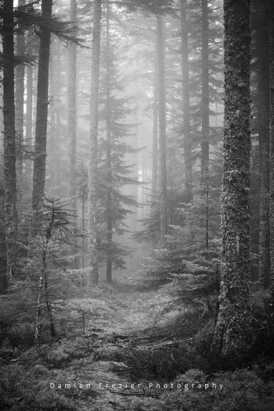 Thick Vegetation