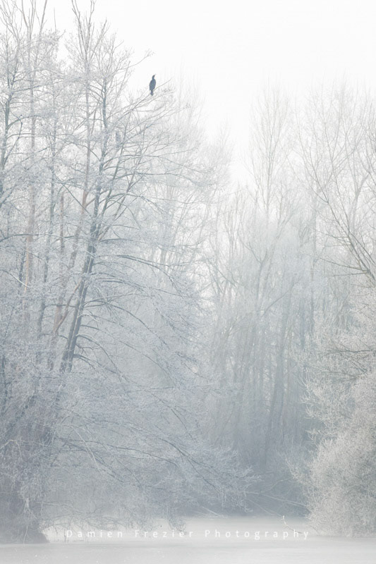 L'Appel De L'Hiver