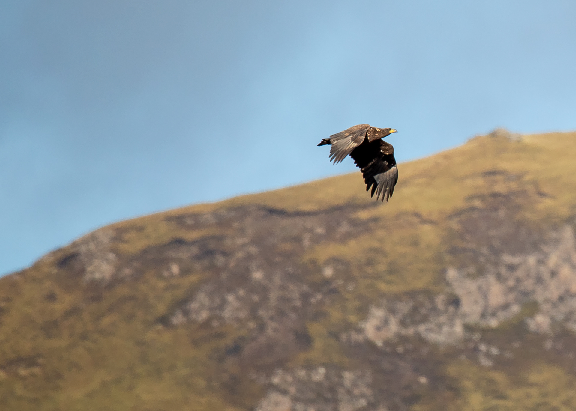 4 Golden Eagle - Scottish Highlands