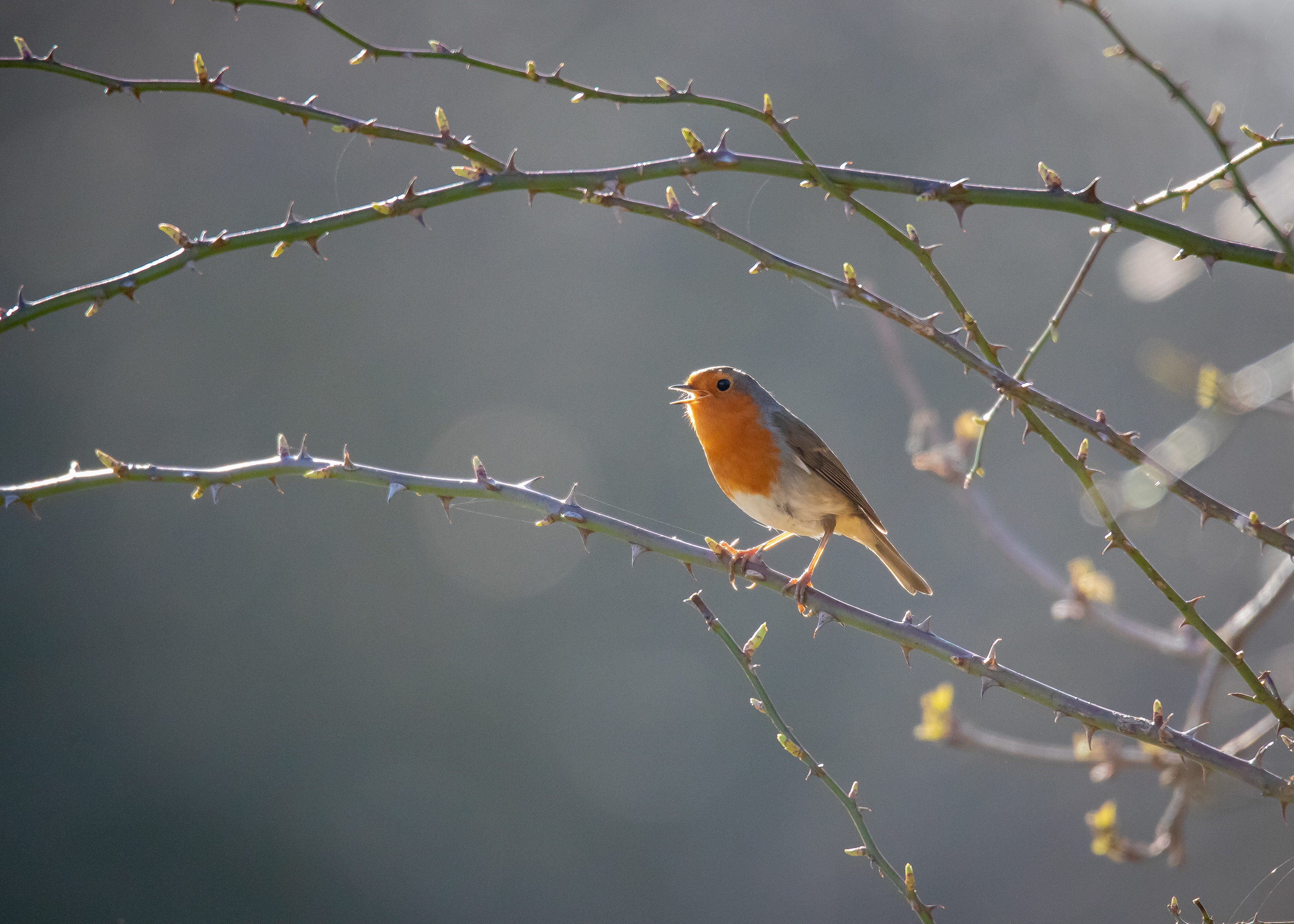 Robin 2