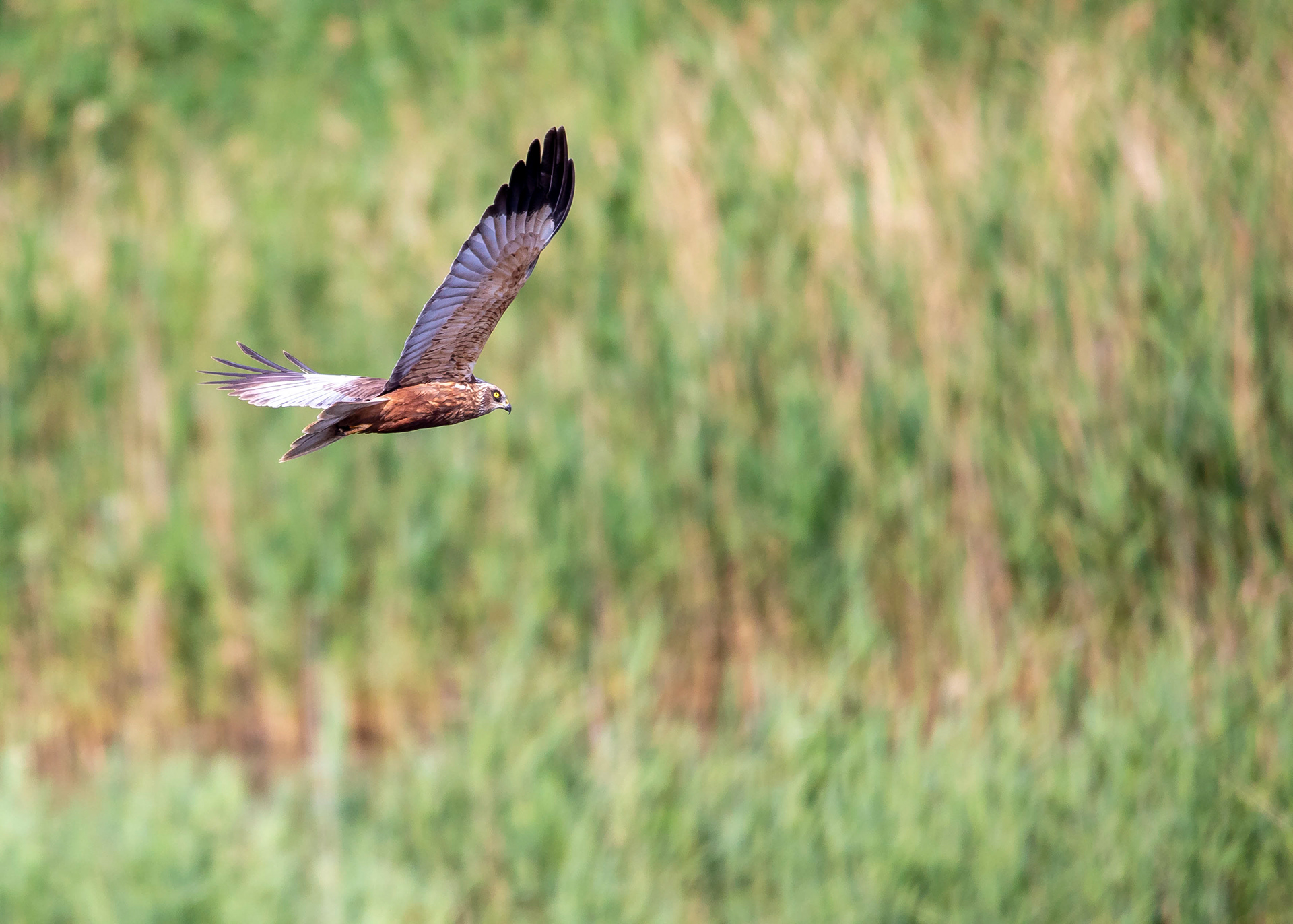 Marsh Harrier 1 (Male)