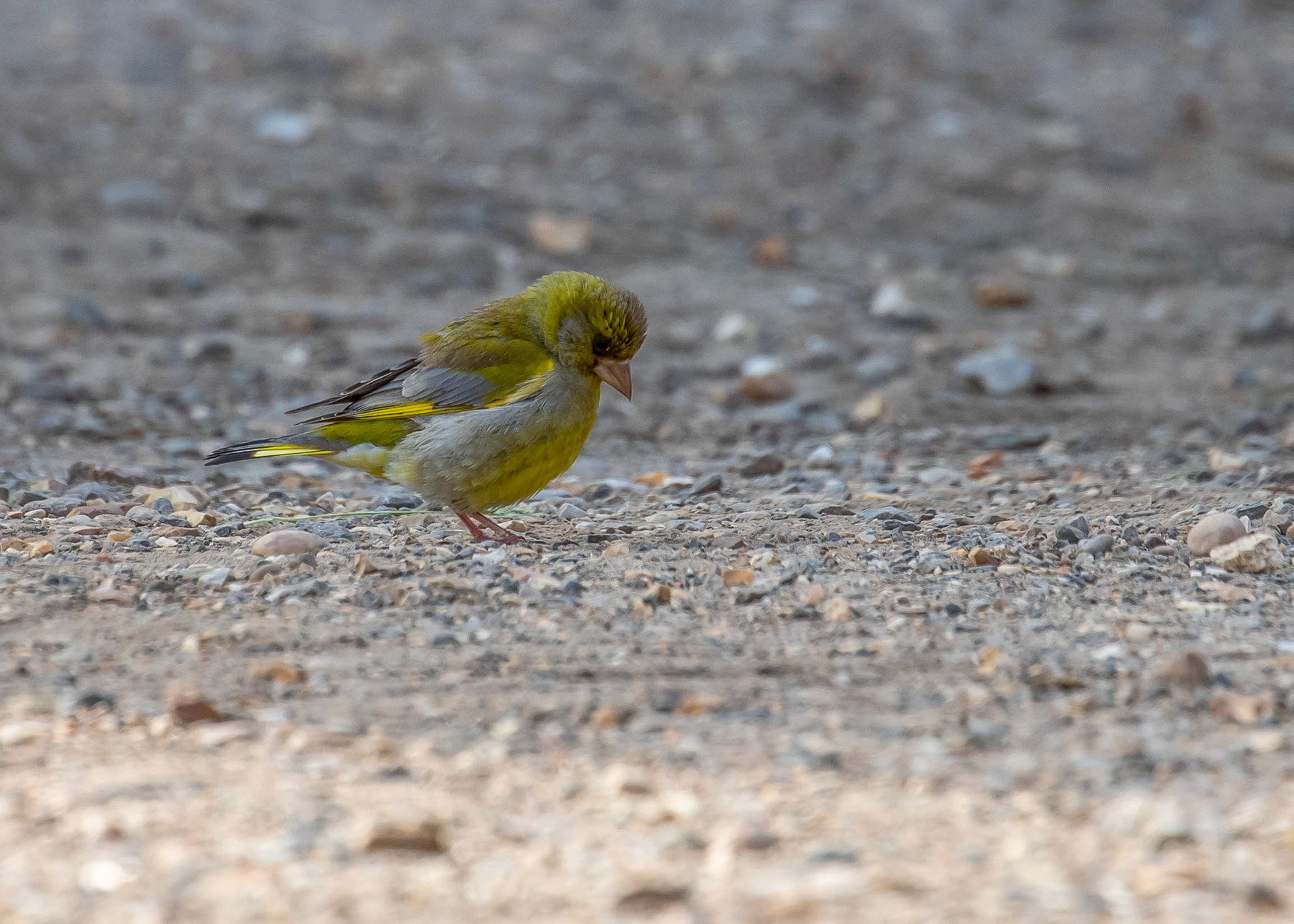 Whittlesey & Eldernell 17