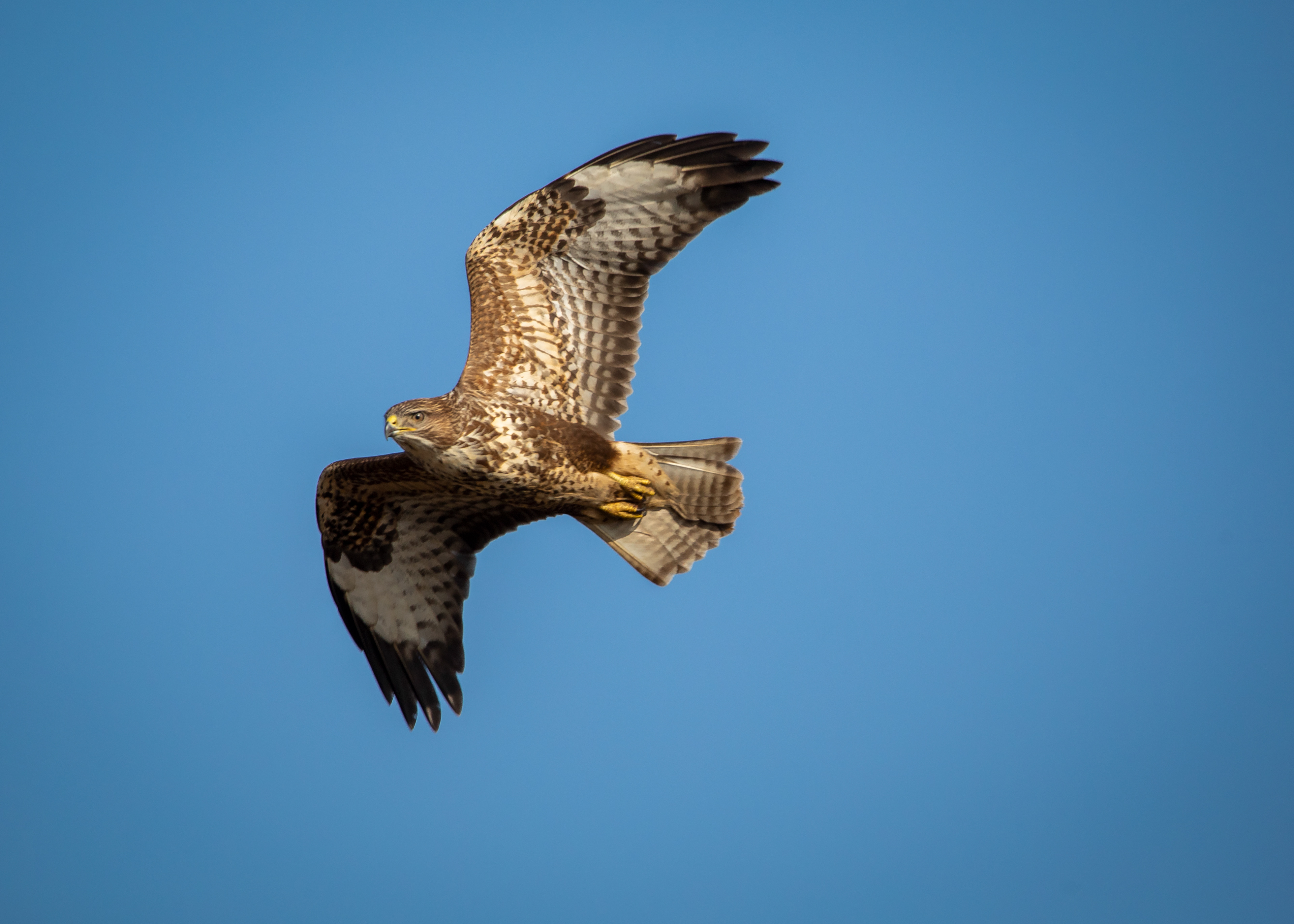 Birds Of Prey 1