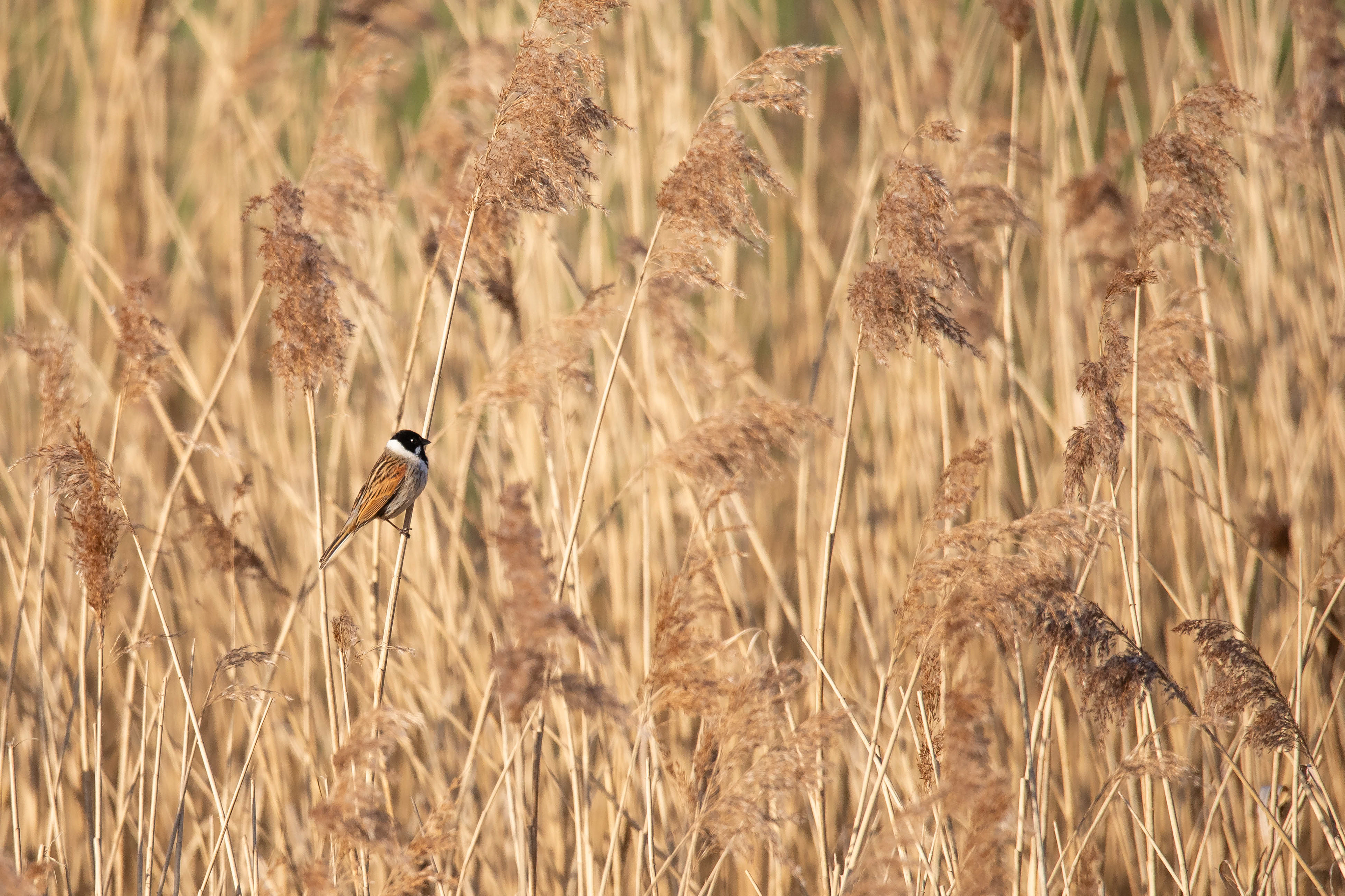 Small Birds 3