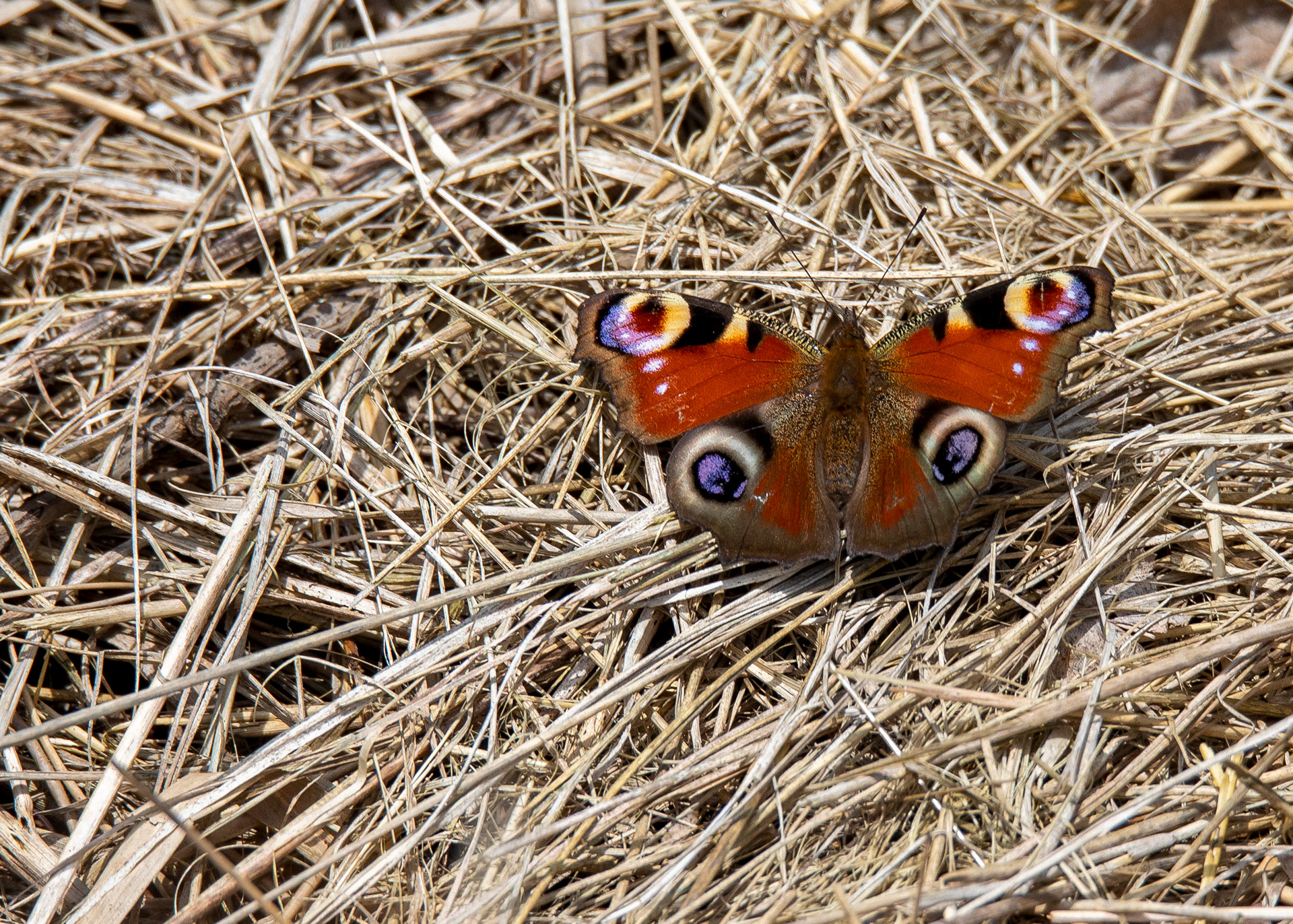 Whittlesey & Eldernell 9
