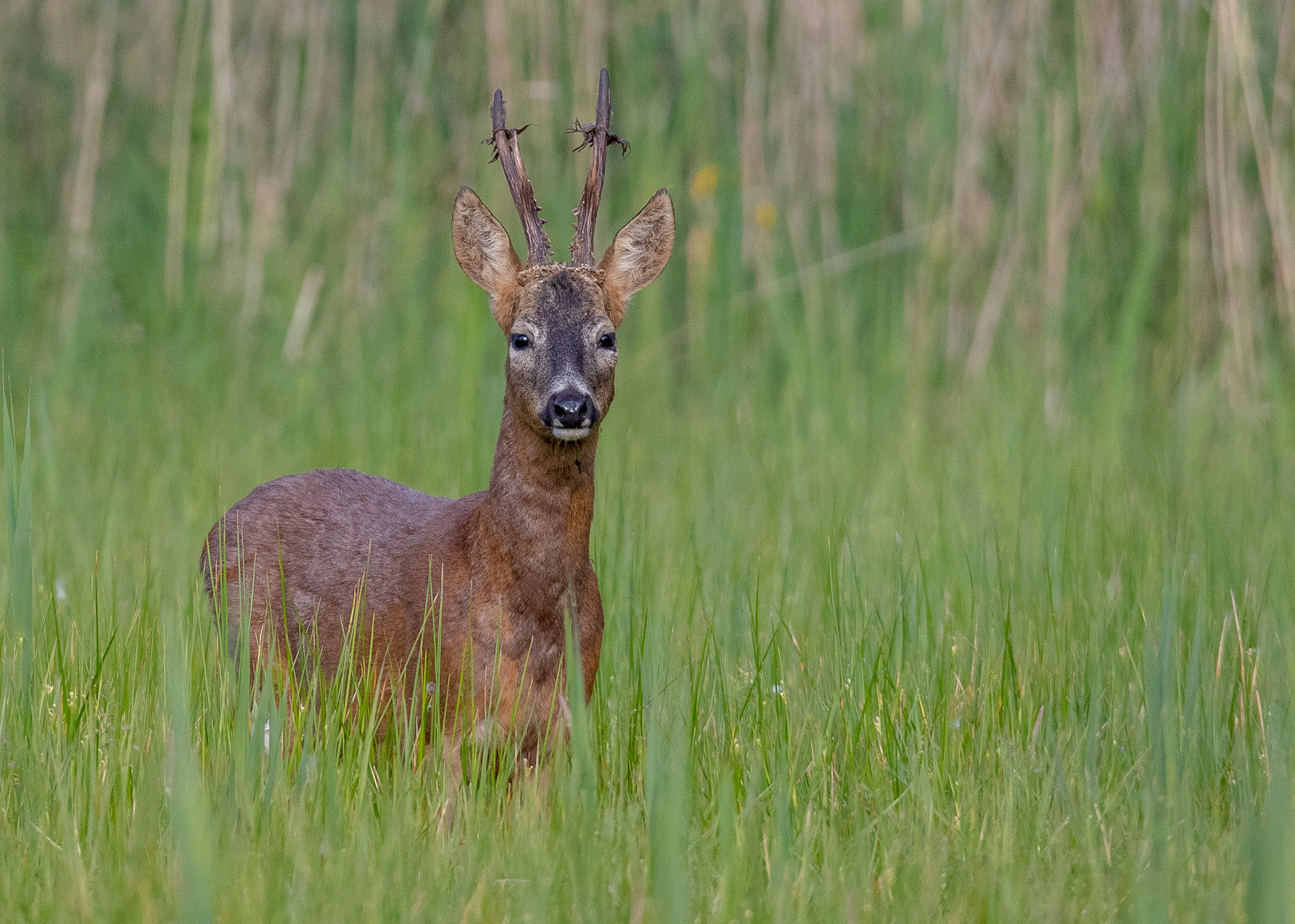 Roe Deer 1