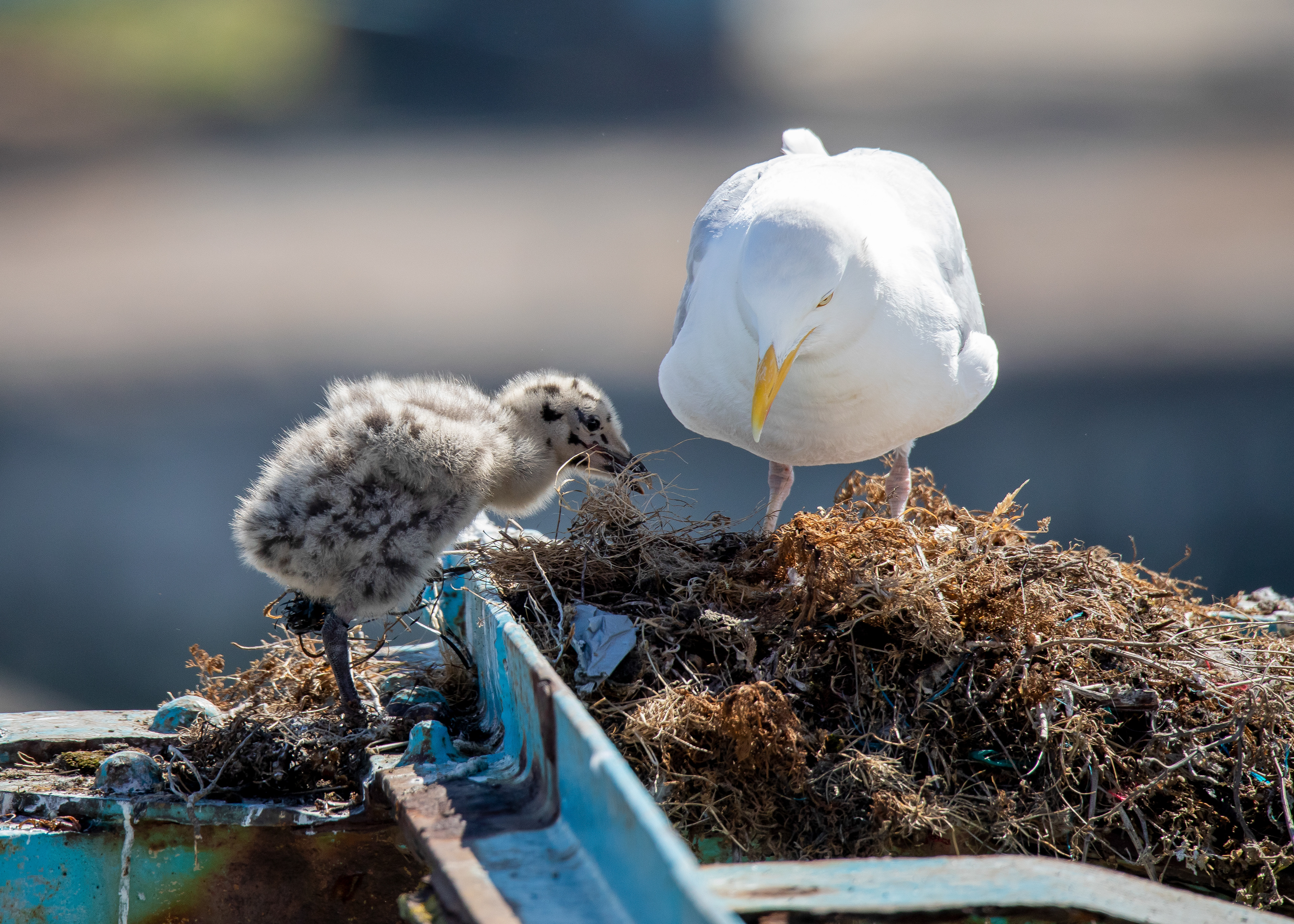 Gull & Chick 1