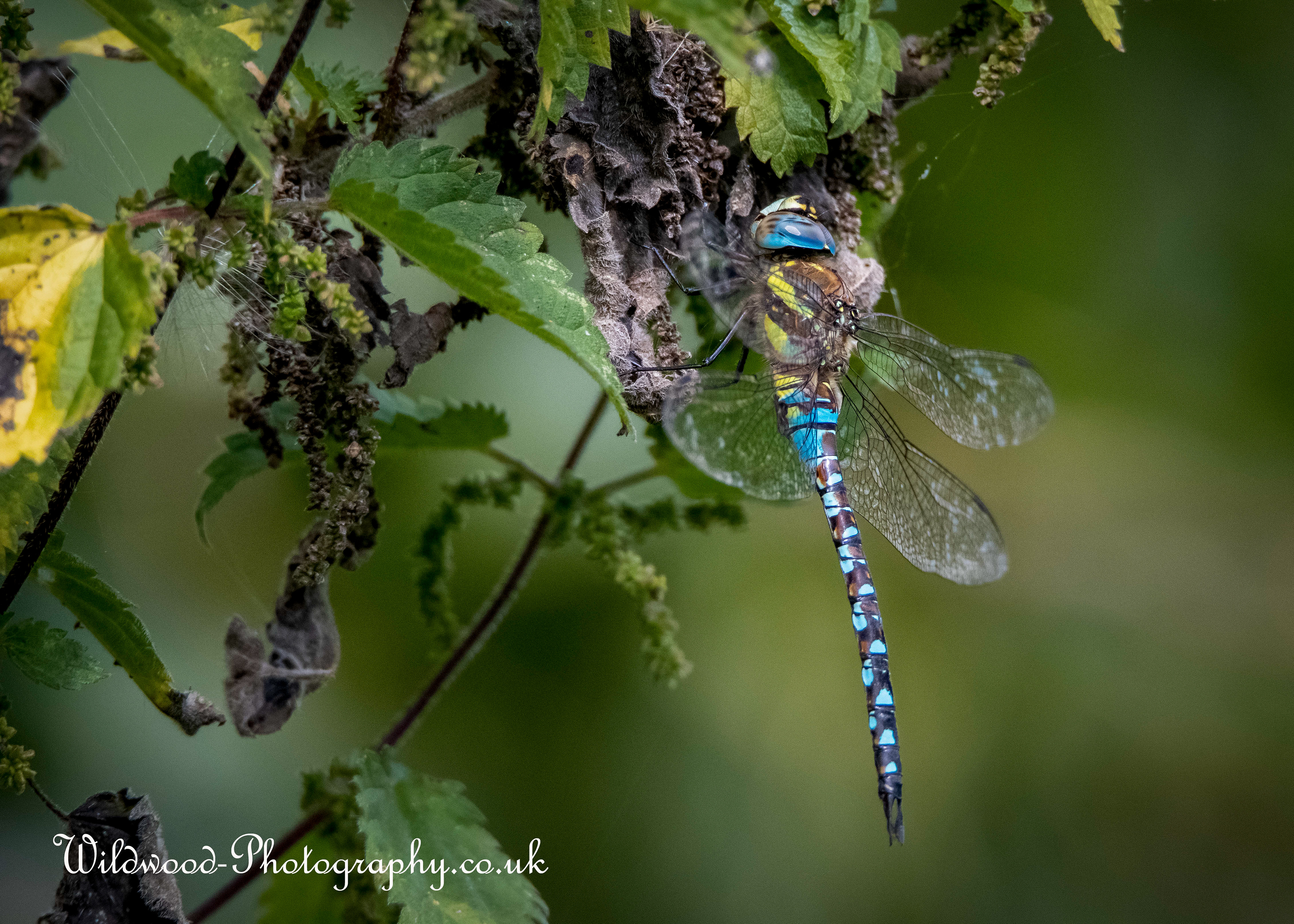 Migrant Hawker