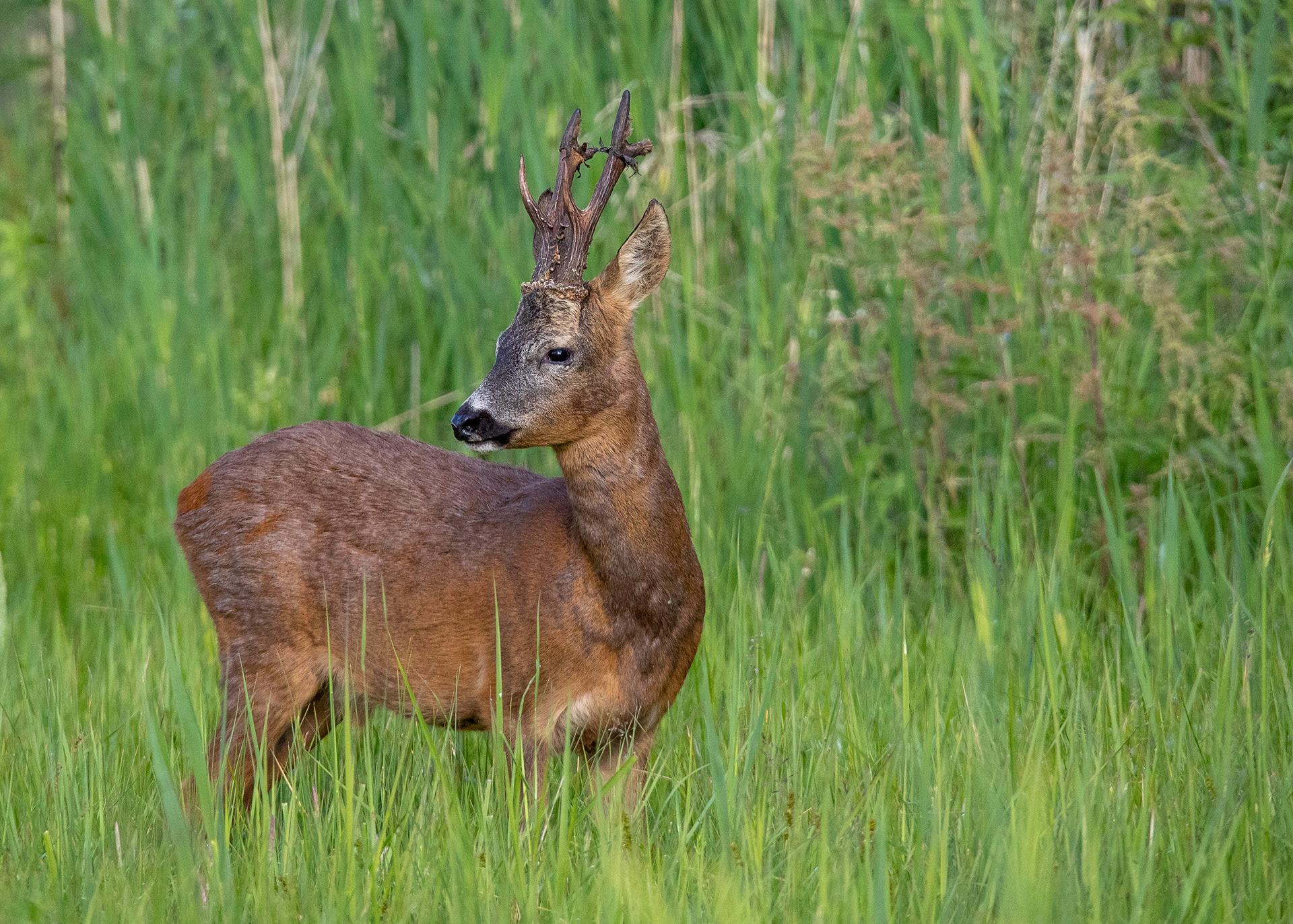 Roe Deer 3