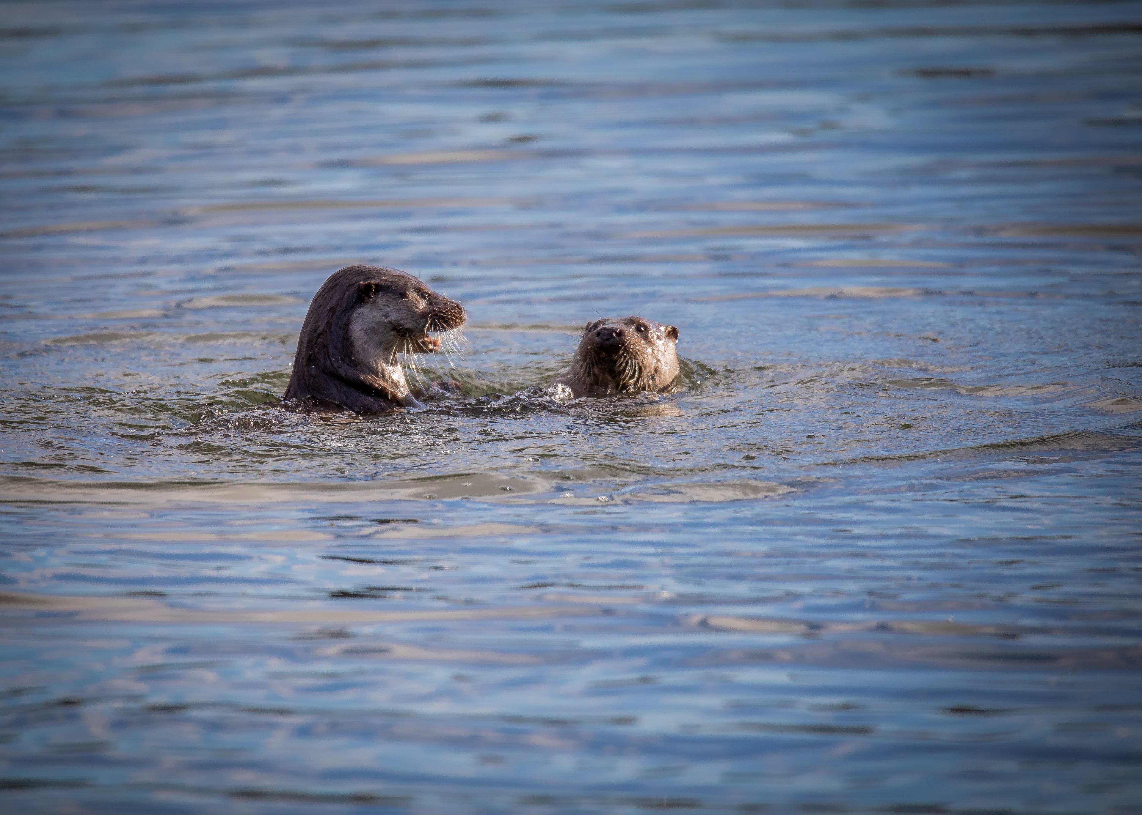 Otters Playing
