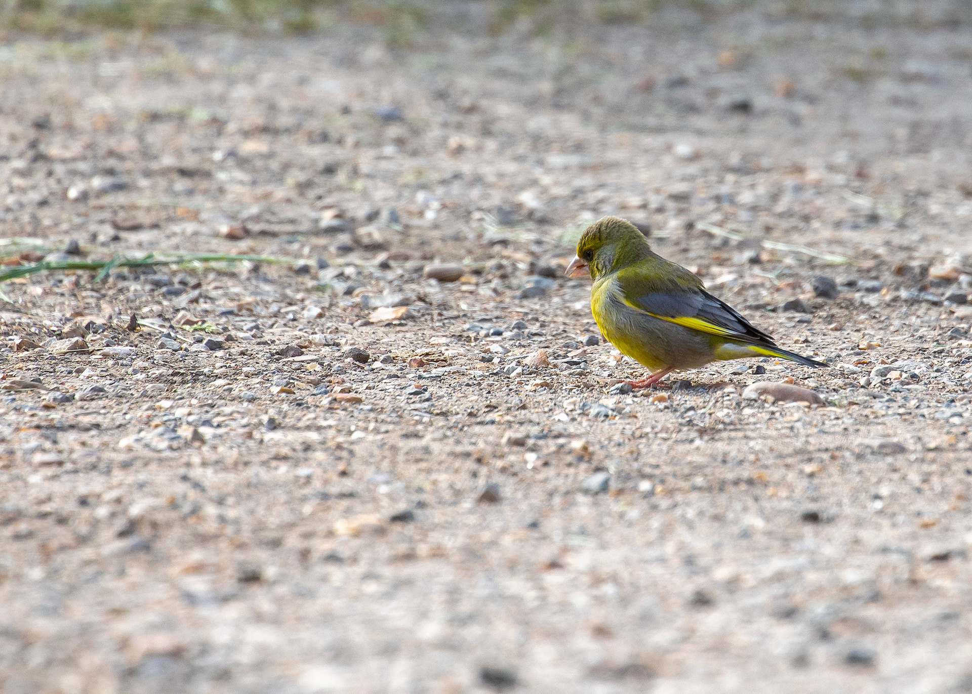 Whittlesey & Eldernell 15