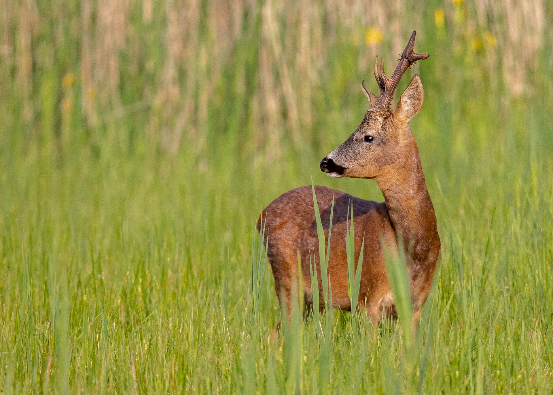 Roe Deer 2
