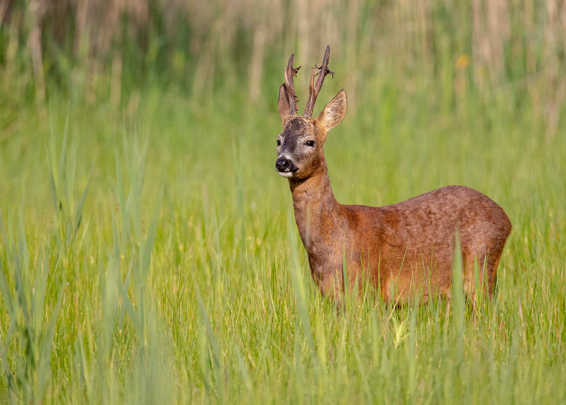 Roe Deer 4