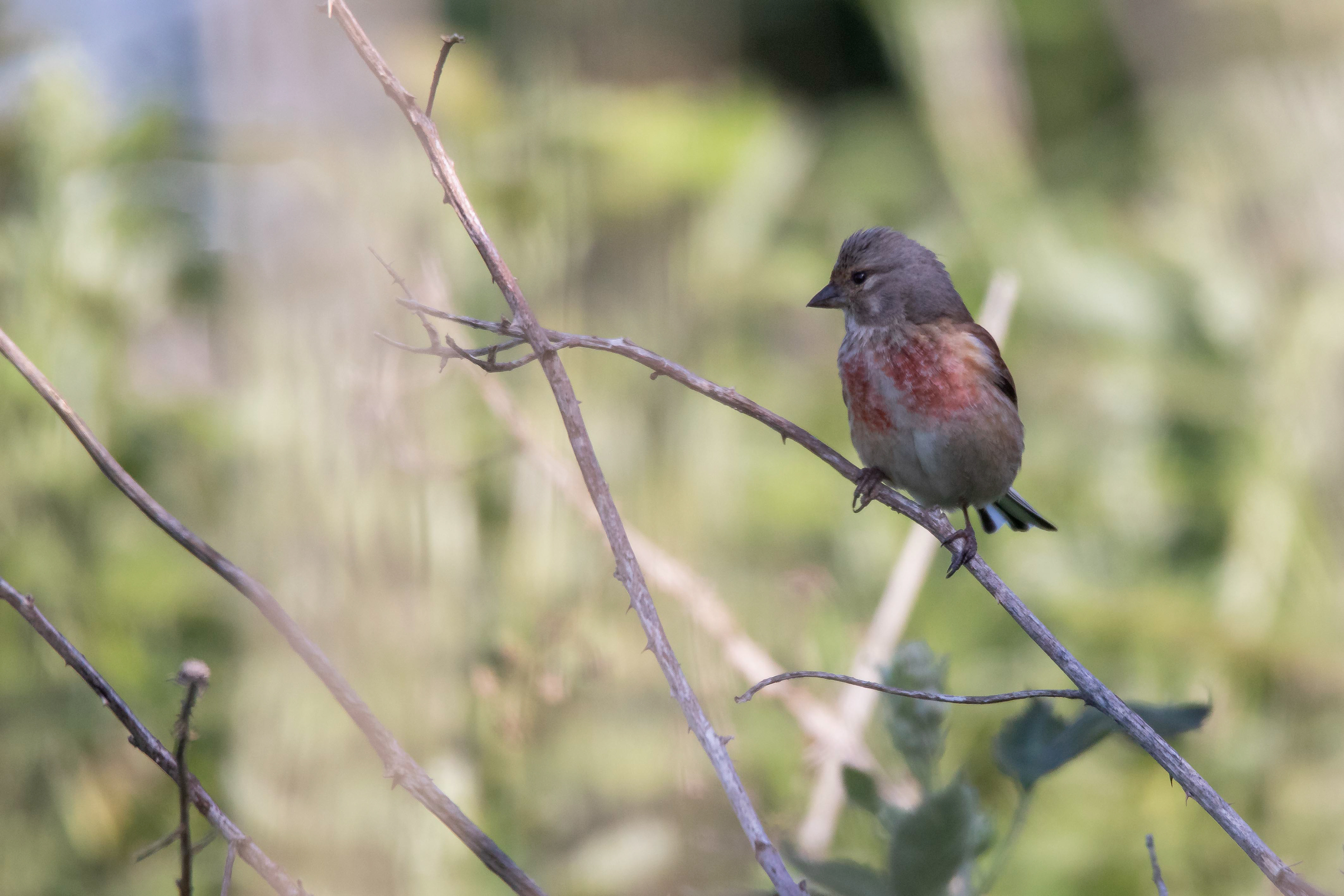 Linnet (Male)