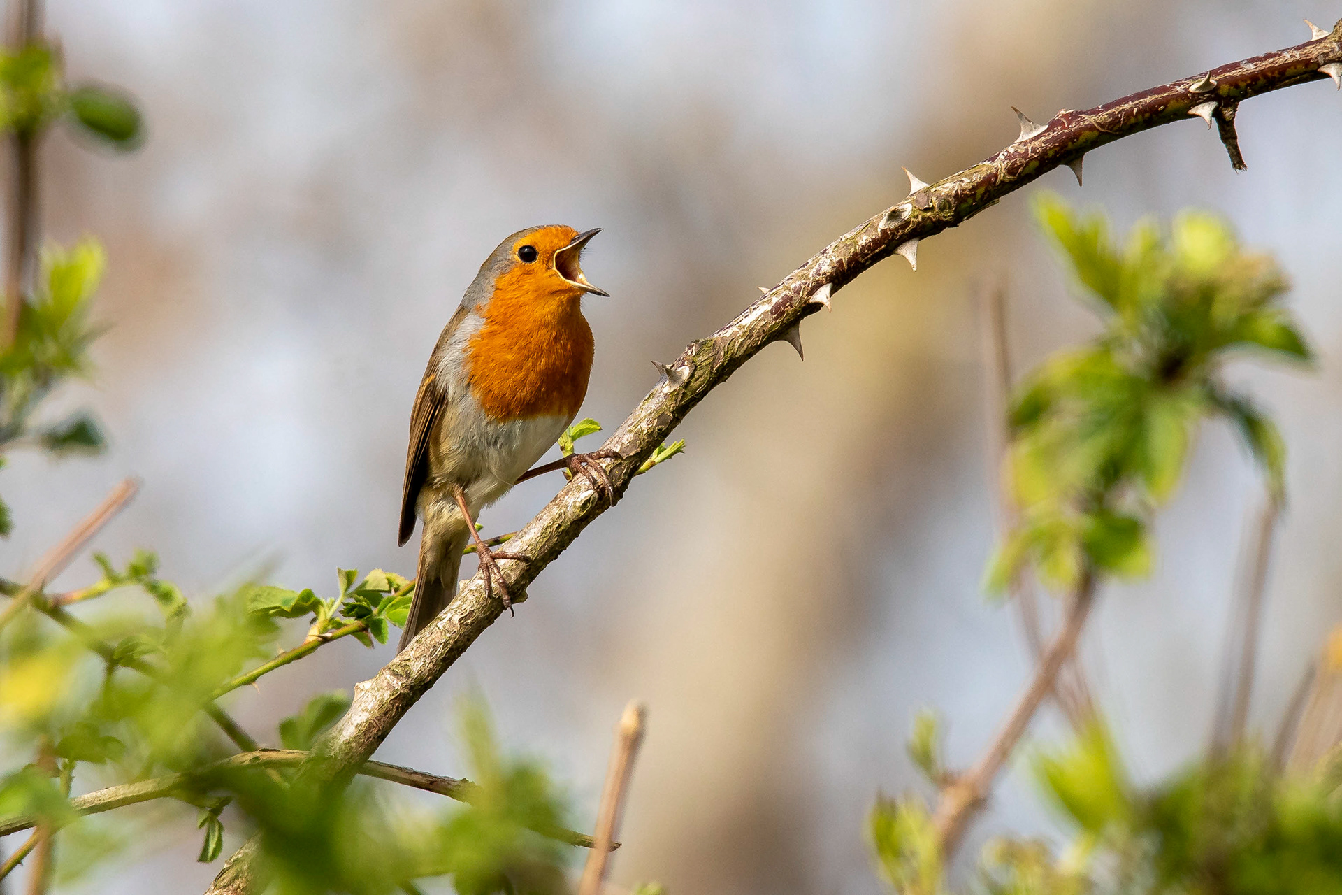 Robin 3