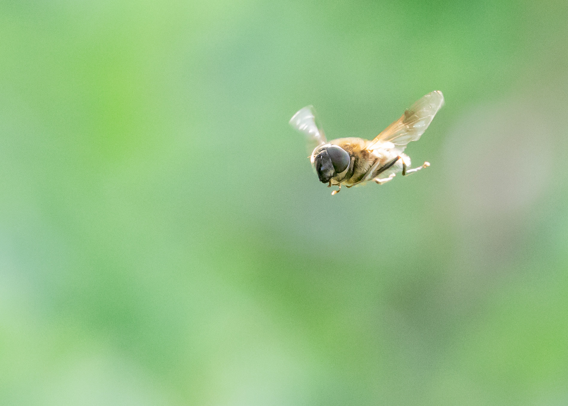1 Hover Fly